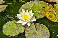 Lily Pad Fine Art Print