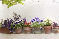 Attractive Flowers In Clay Pots Fine Art Print