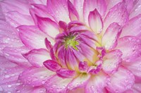 Pink Dahlia Fine Art Print