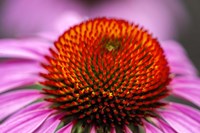 Purple Coneflower Fine Art Print