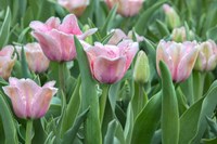 Pink Tulips Fine Art Print