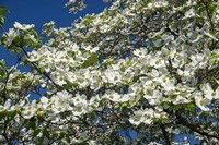 White Dogwood Tree Fine Art Print