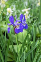 Purple Siberian Iris Fine Art Print