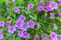 Calibrachoa, Million Bells Fine Art Print