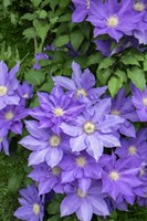 Purple Clematis 1 Fine Art Print