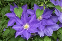 Purple Clematis 2 Fine Art Print