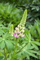 Pink Lupine Fine Art Print