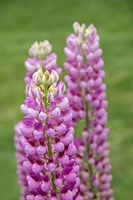Pink Lupine Fine Art Print
