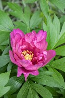 Pink Peony Fine Art Print