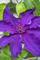 Purple Clematis 1 Fine Art Print