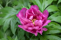 Pink Peony Fine Art Print