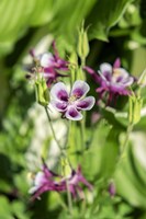 Purple And White Columbine Fine Art Print