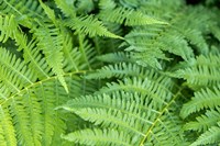 Green Fern Fine Art Print