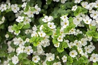 White Bacopa Fine Art Print