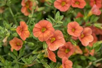 Orange Million Bells, Calibrachoa Fine Art Print