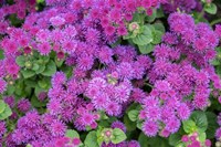 Pink Billygoat Weed Fine Art Print