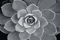 Echeveria Hybrid Fine Art Print