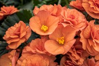 Orange Tuberous Begonia Fine Art Print