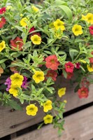 Yellow And Red Million Bells Fine Art Print