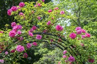 Arbor Of Pink Roses Fine Art Print