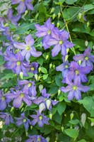 Purple Clematis 2 Fine Art Print
