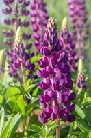 Purple Lupine Fine Art Print