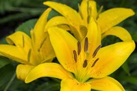 Yellow Daylily Fine Art Print