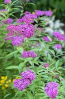 Pink Spirea Bush Fine Art Print