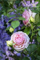 Pink Pierre De Rosard, Eden, Heirloom Roses Fine Art Print