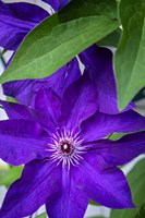Purple Clematis Fine Art Print
