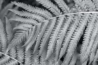 Fern Fine Art Print