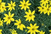 Coreopsis Fine Art Print