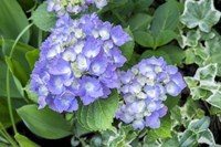 Purple Mophead Hydrangea Fine Art Print