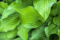 Hosta Plant Fine Art Print