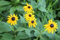 Black-Eyed Susan Fine Art Print