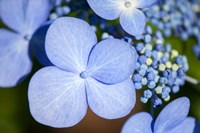 Blue Lacecap Hydrangea Fine Art Print