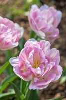 Pink Double Tulips Fine Art Print