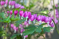 Bleeding Heart Fine Art Print