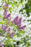 Budding Lilac Bush Fine Art Print