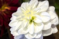 White Dahlia Fine Art Print