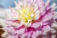 Pink And White Dahlia, Gitts Perfection Fine Art Print