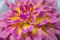 Pink And Yellow Dahlia, Kidd's Climax Fine Art Print