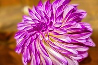 Purple And White Dahlia, RC Diane Brazil Fine Art Print