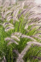 Crimson Fountain Grass Fine Art Print