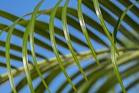 Areca Palm Fine Art Print