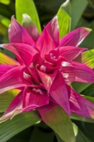 Bromeliad Fine Art Print