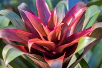 Red And Green Bromeliad Fine Art Print
