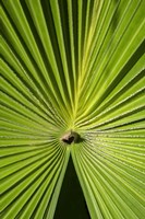 Fan Palm Fine Art Print