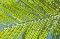 Areca Palm Fine Art Print
