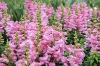 Pink Snapdragons Fine Art Print